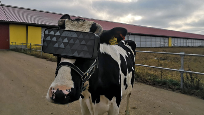 Photo of Russian Farmers Boost Milk Production by Giving VR to Cows