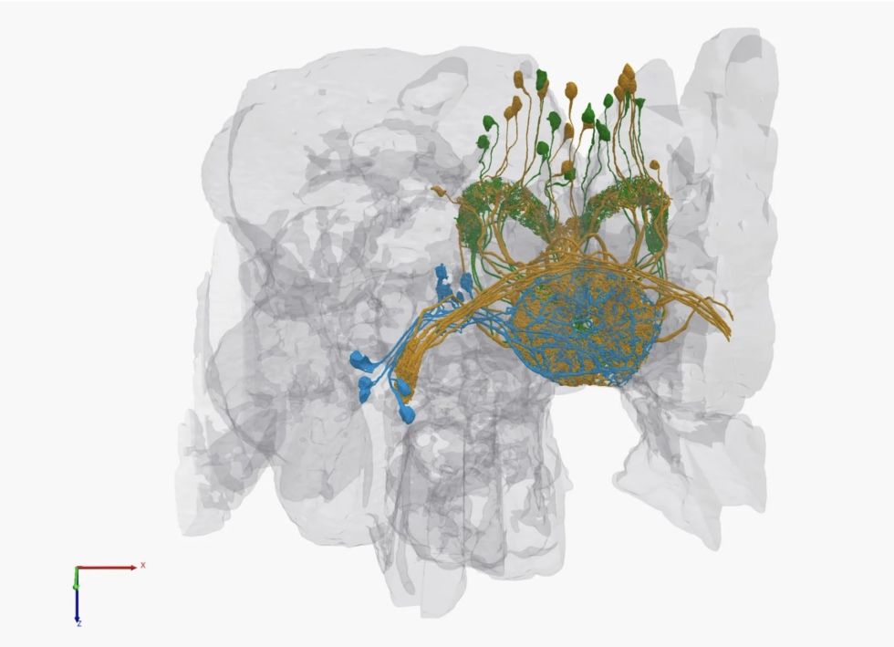 Photo of Google Releases the most complete 3D Model of a Fruit Fly’s Brain